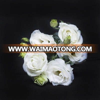 Fresh hotsell high quality lisianthus for party use directly cut from factory