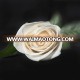 beautiful rose flower