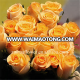 Wholesale Rose Flowers Fresh Cut Flowers Processing Type