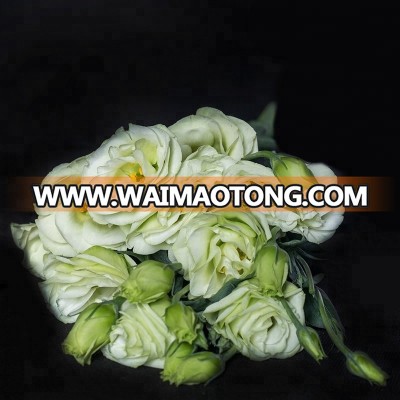 Fresh cut eustoma flower for home decoration