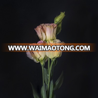 Fresh cut colorful  high quality factory lisianthus