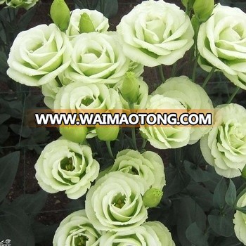 Home and office decoration Fresh Cut Flowers Lisianthus Processing Type