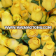 Fresh Cut Flowers Processing Type beautiful rose flowers