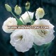 Wholesale top quality factory hotsell white lisianthus for wedding