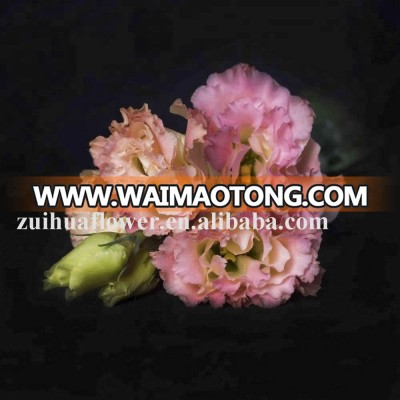 Natural Different Types Wholesale Champagne Eustoma  Flower Fresh Cut Flowers