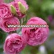 wholesale Best price fresh cut flower Eustoma/Lisianthus