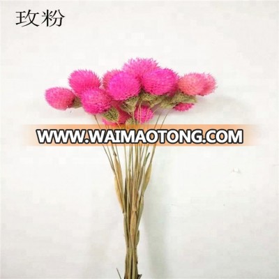 Dried globe amaranth preserved globe amaranth preserved flowers