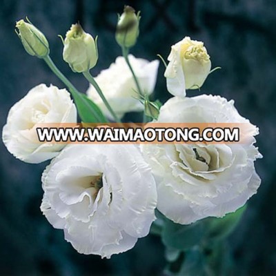 High quality lisianthus of fresh cut wedding celebration party use  lisianthus