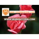 Red Rose Flower/