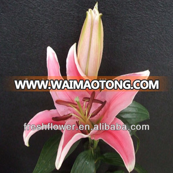 supply high quality fresh cut lily flower of Oriental lily