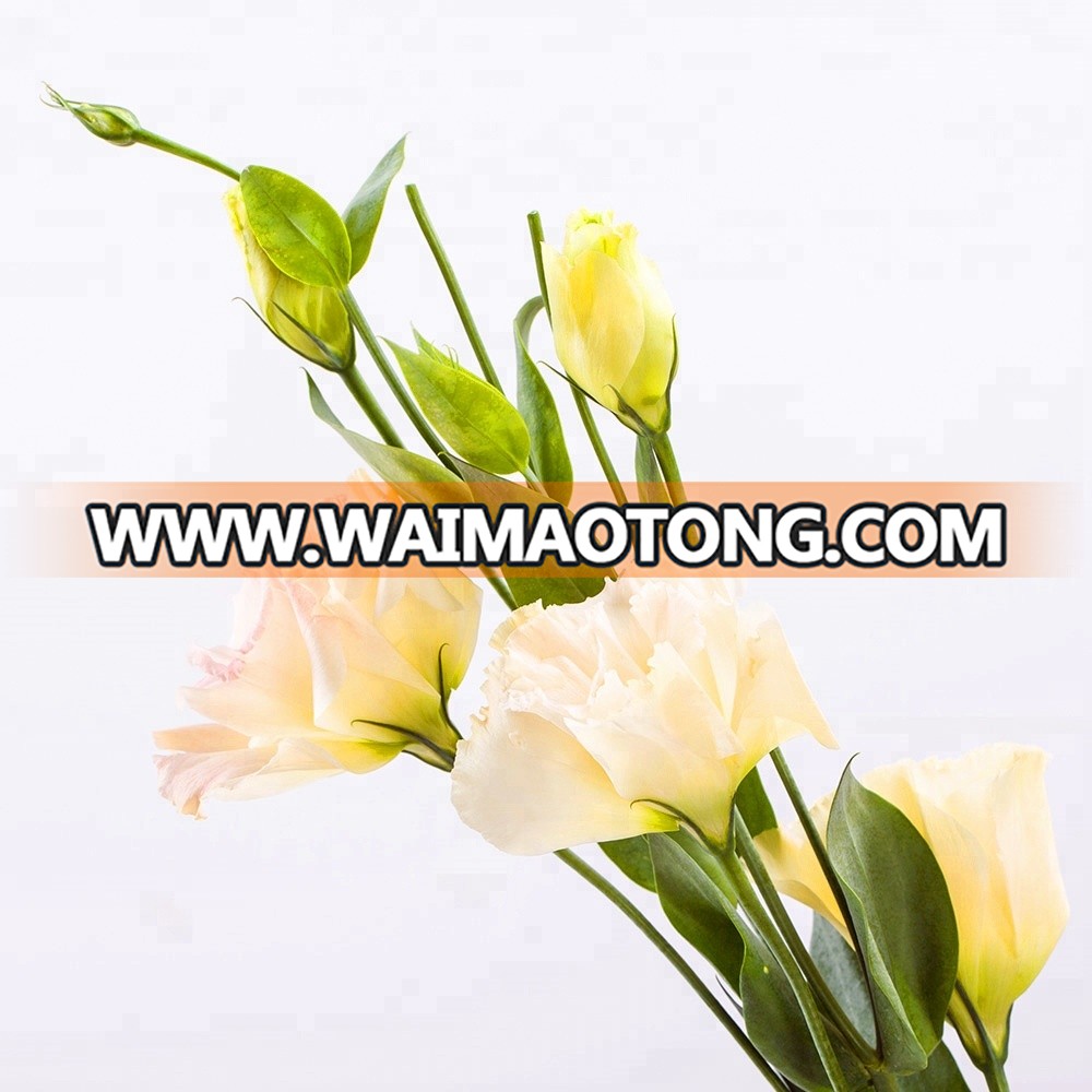 Beautiful flowers eustoma from Kunming